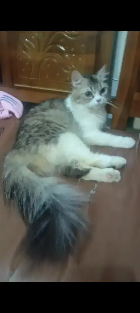 Kucing persia anggora