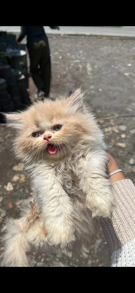 kucing persia peaknose 1.5 bulan