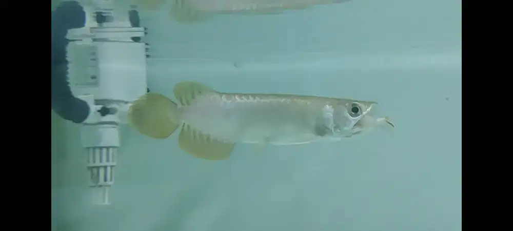 Arwana super red ready banyak