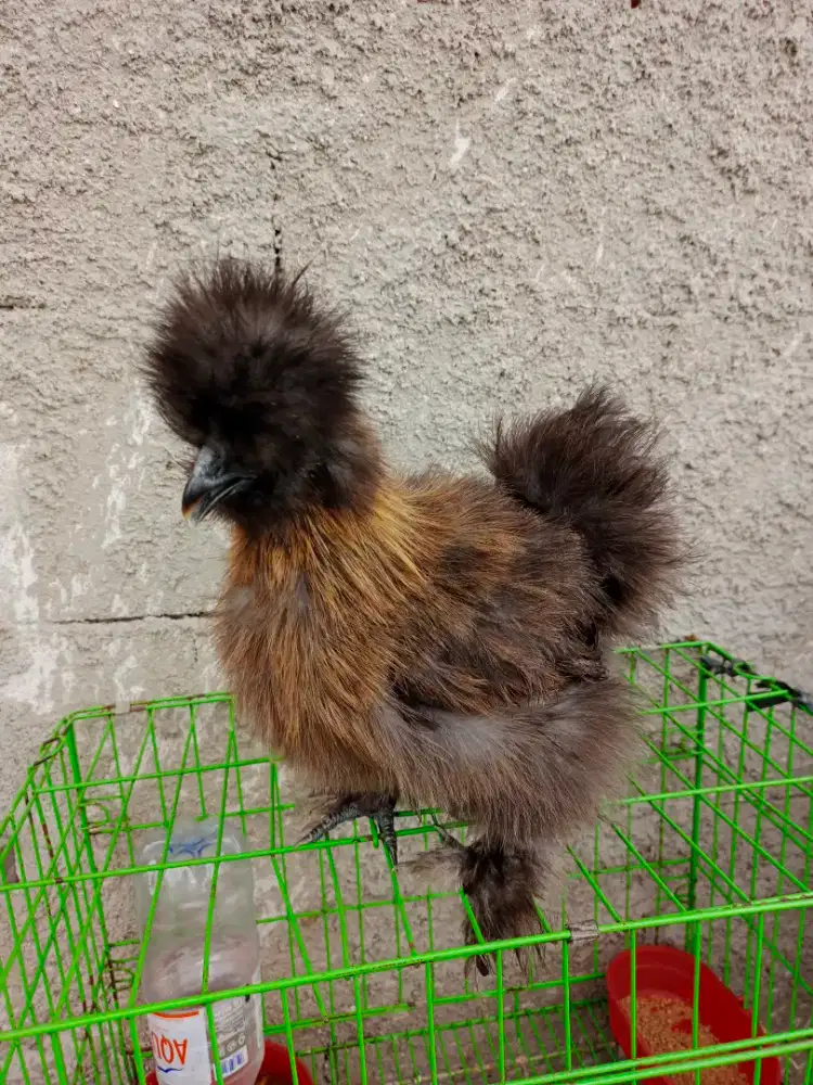 Ayam Hias American Silkie