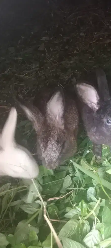 Kelinci di jual borongan ada 5 ekor silakan yg minat