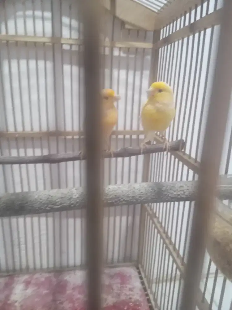 Kenari loper sepasang