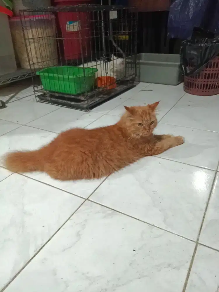 KITTEN PERSIA ORANGE JANTAN