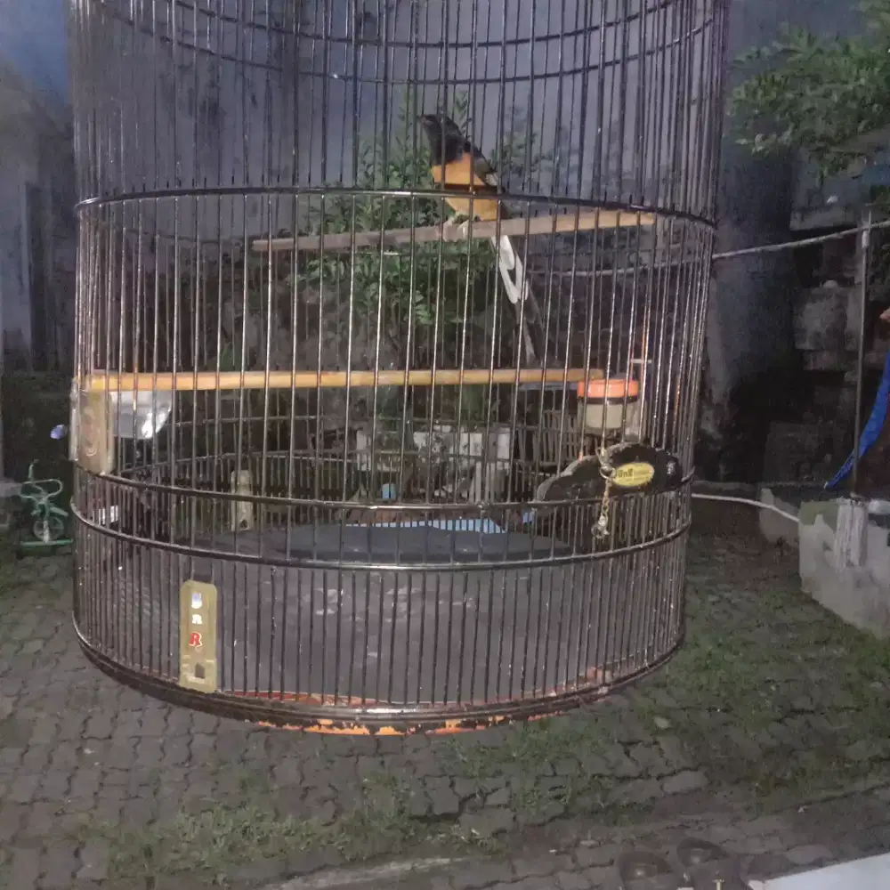 Mb fulset tingal seting