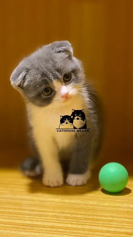 Kucing scottish fold