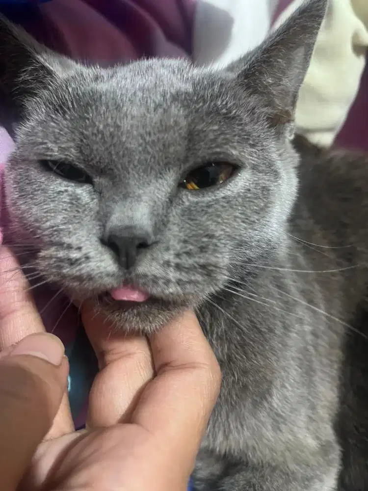 Kucing British Ash grey