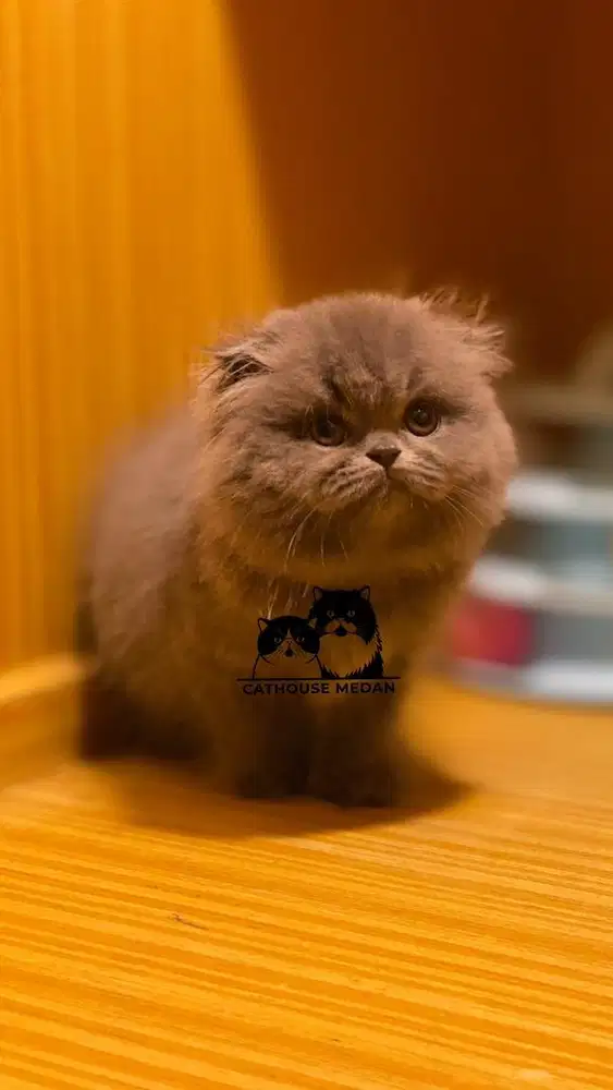 Kucing scottsih fold