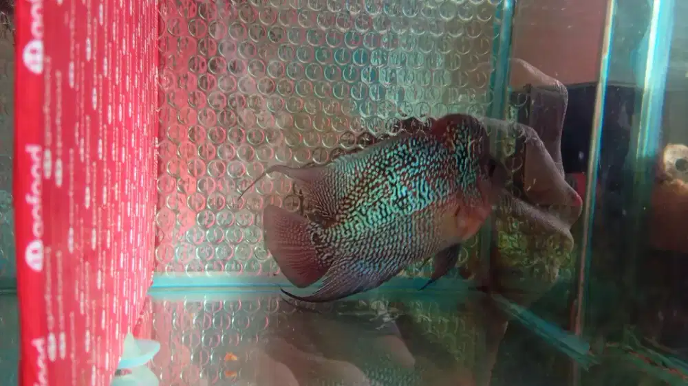 Ikan lohan SRD ±5 jarian