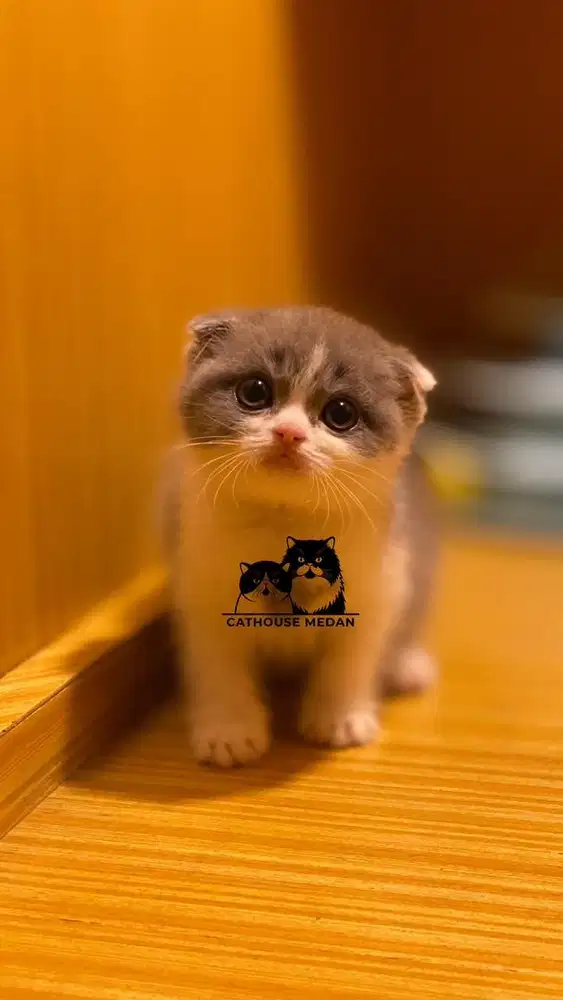Kucing scottish fold