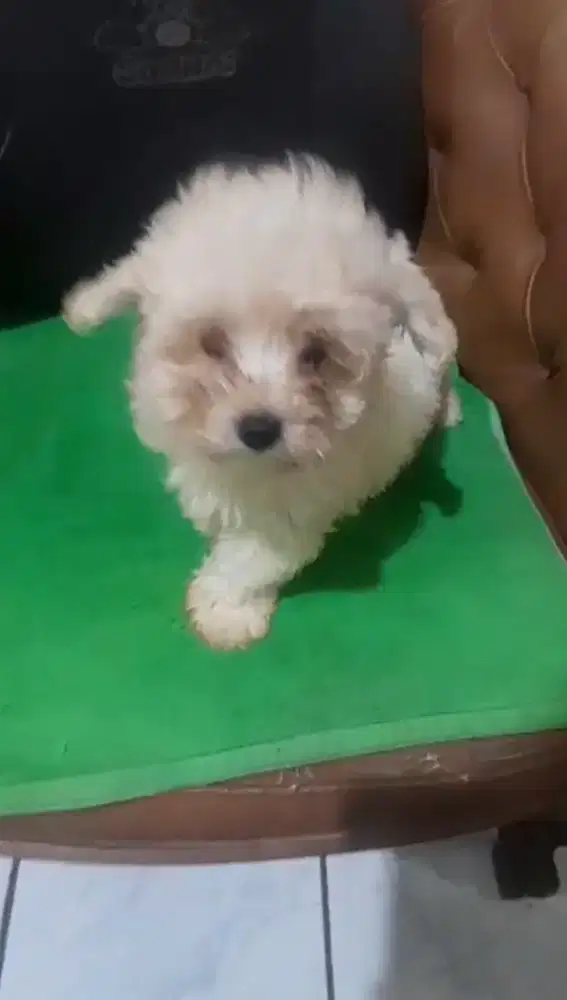 Maltipo jantan warna apricot