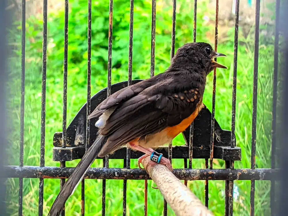 Murai batu trotol betina trah prestasi