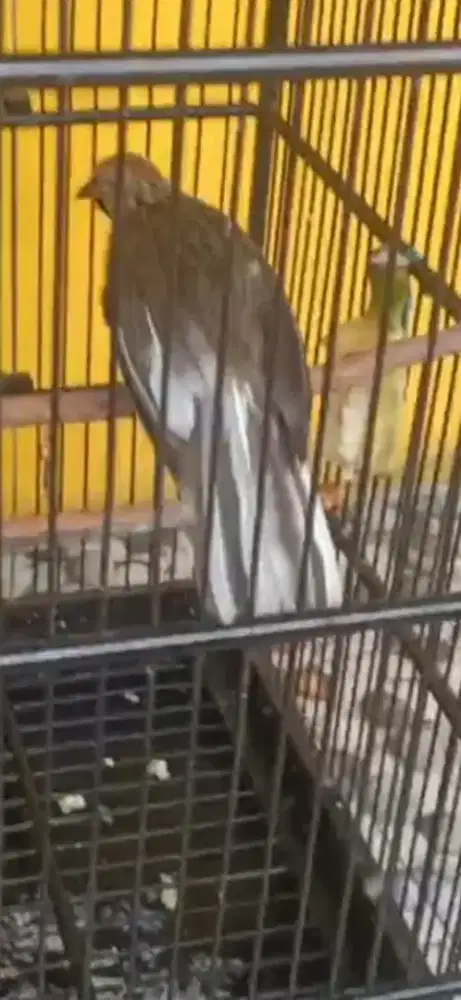 Cucak rowo ekor putih blorok rajin bunyi