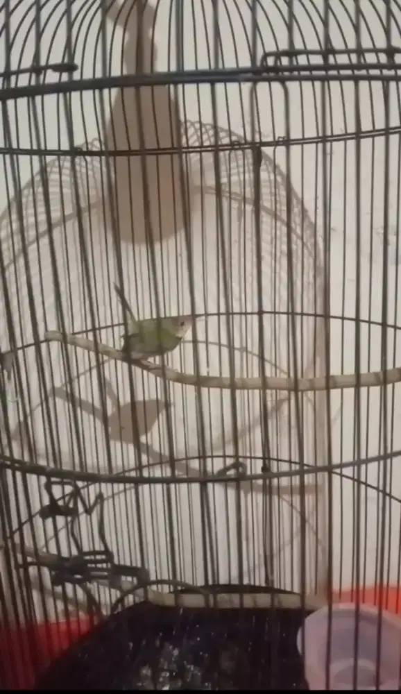 Prenjak lumut receh latah