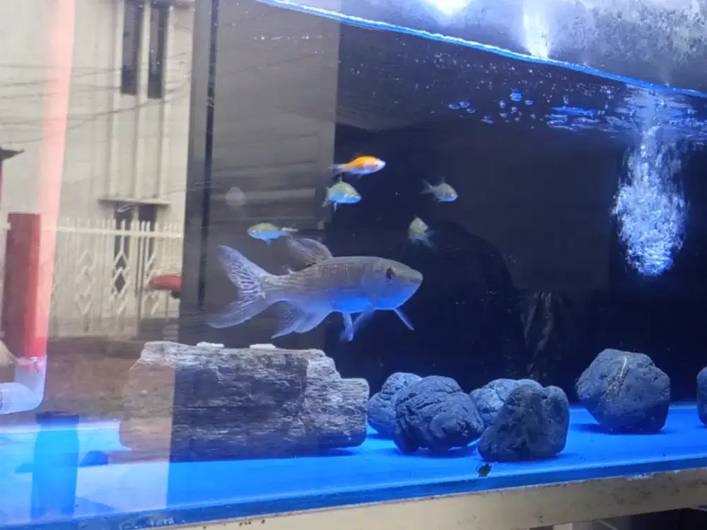 Edisi Fancy odoe pike