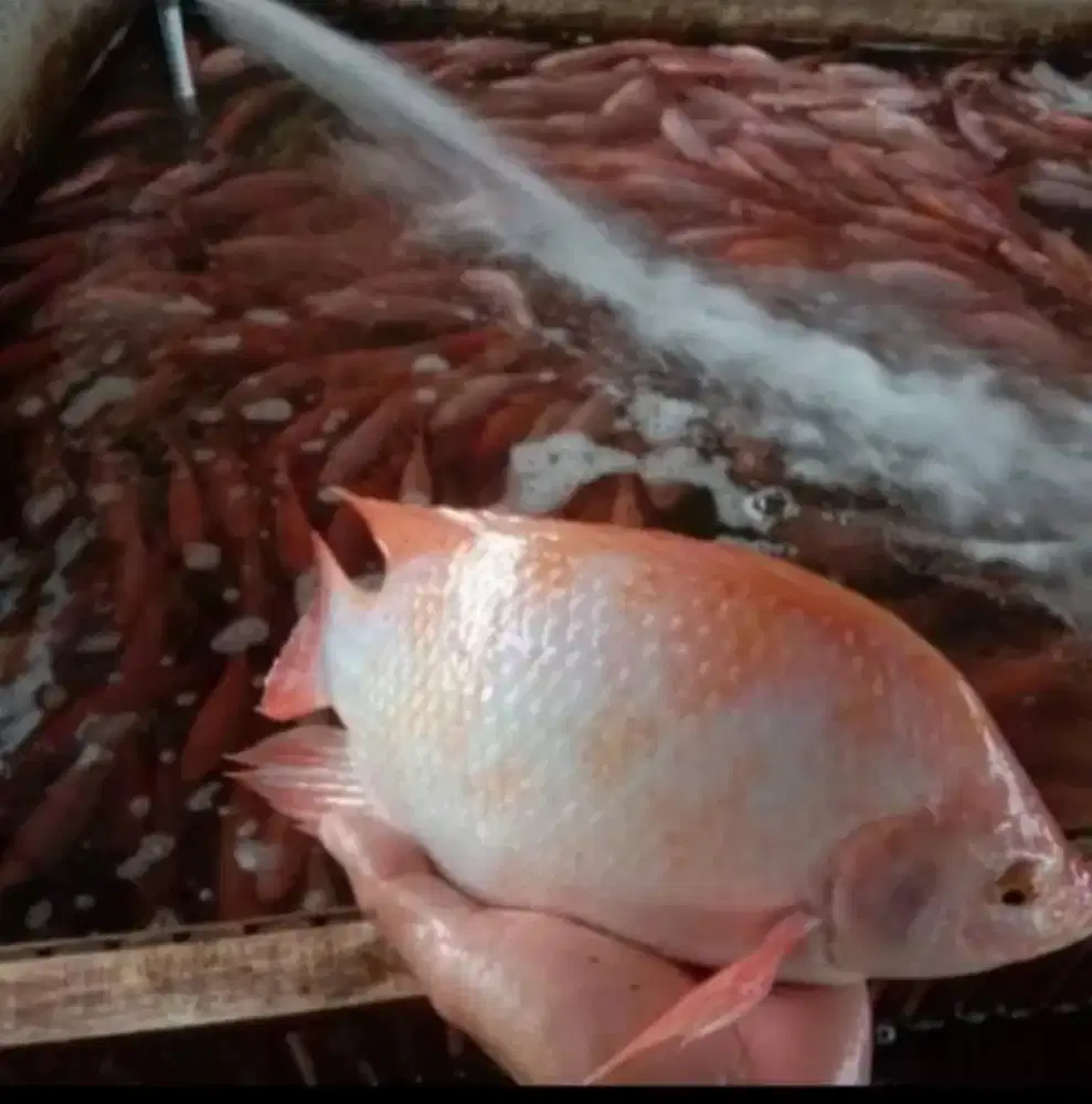 IKAN NILA MERAH BEKU SEGAR JUMBO