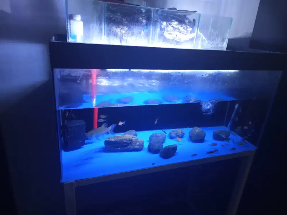 Ikan odoe pike edisi Fancy set lengkap