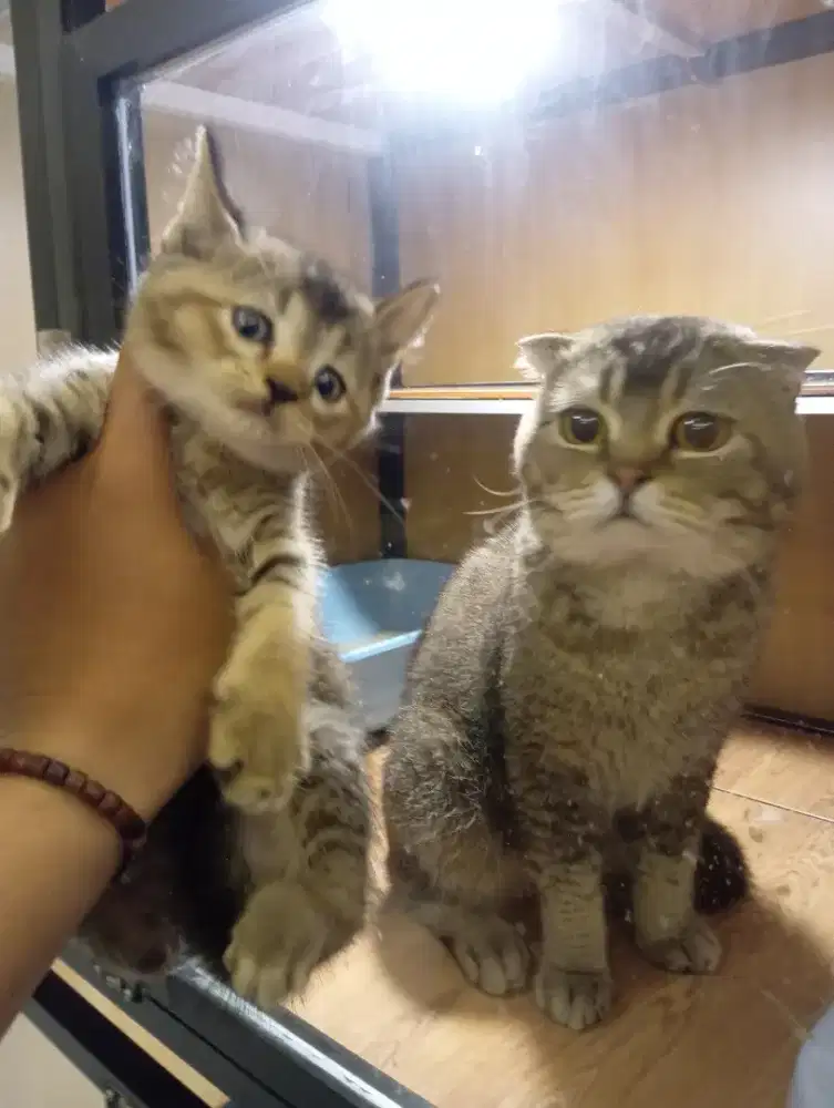 Munchkin gaelic golden NS
Betina