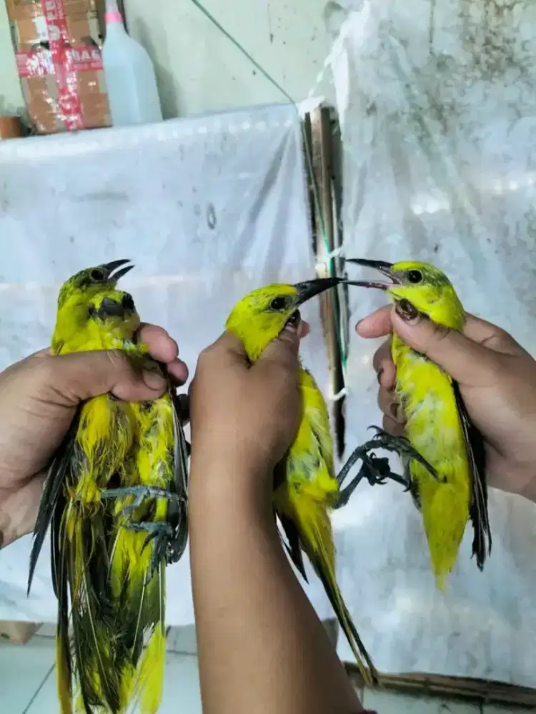 Kepodang mas jawa muda