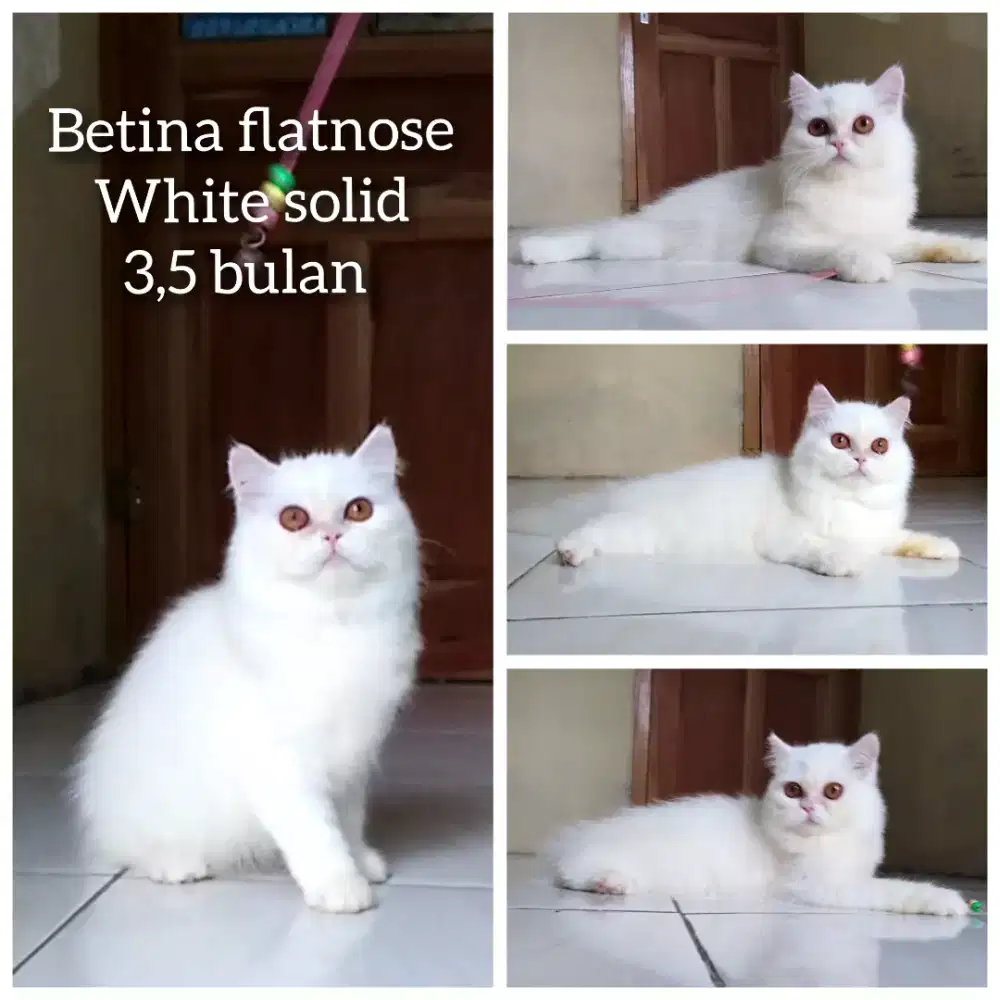 Kucing Persia betina