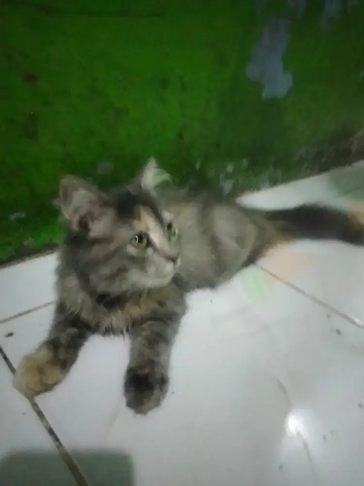 Kucing anggora Mix kucing persia