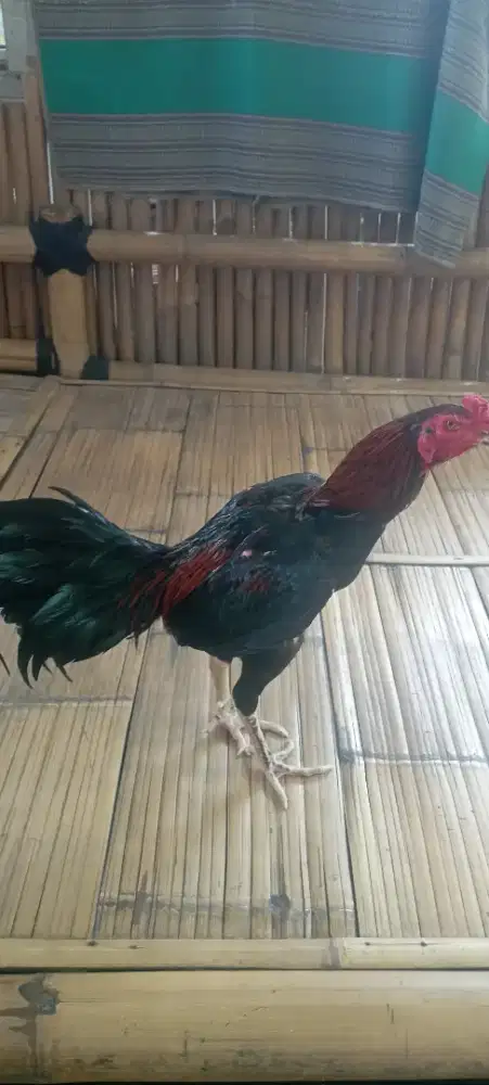 Ayam bk.silangan mangon