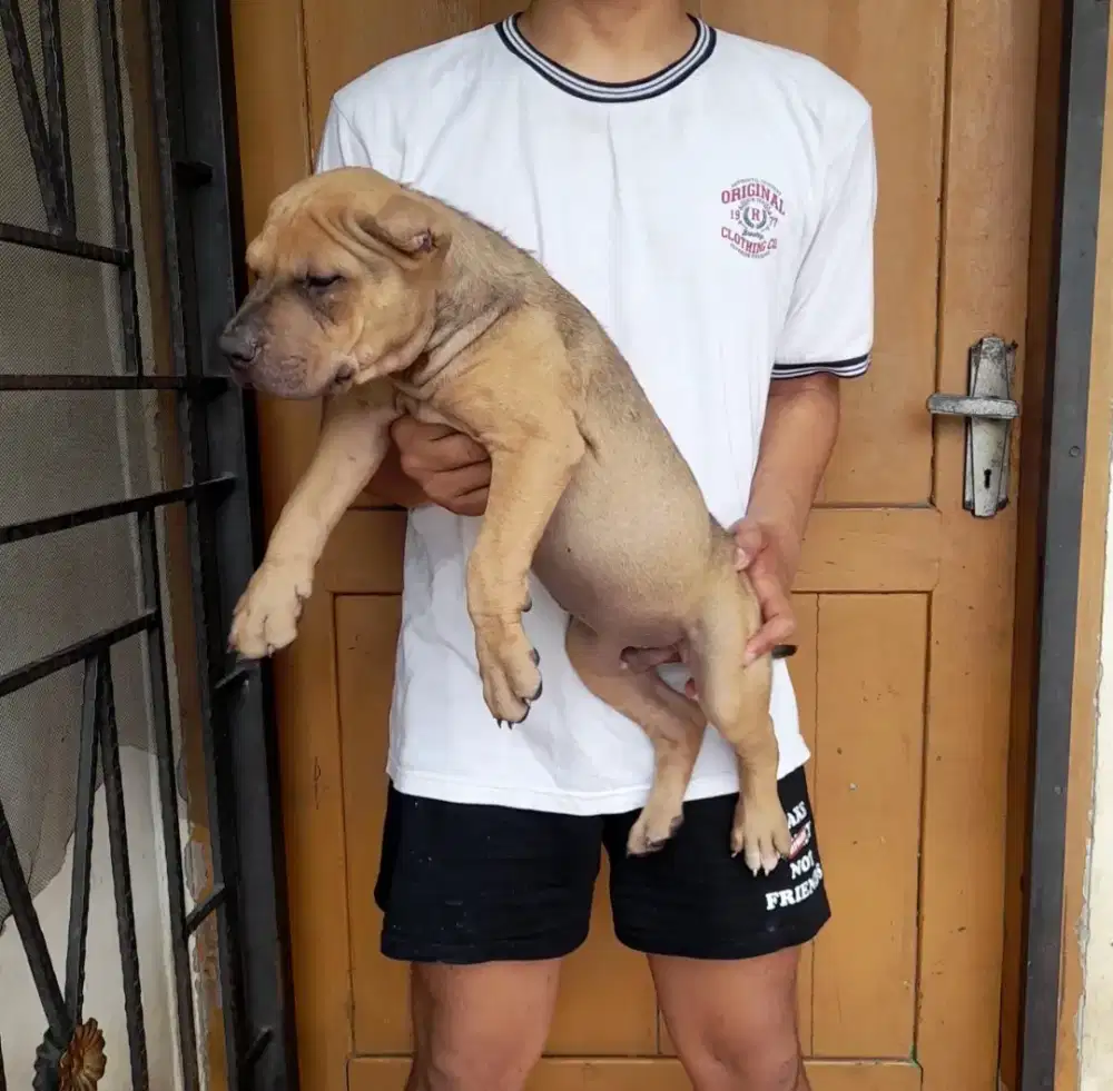 Pitbull Bigbone size Jumbo