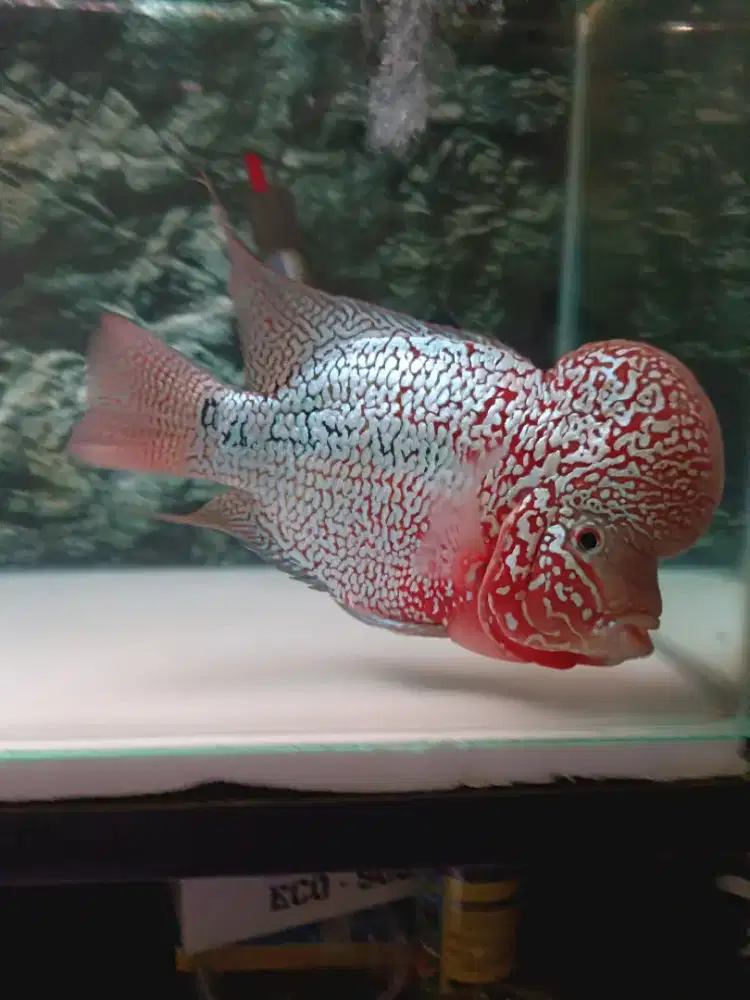 Louhan Kamfa F2 Thailand Jumbo