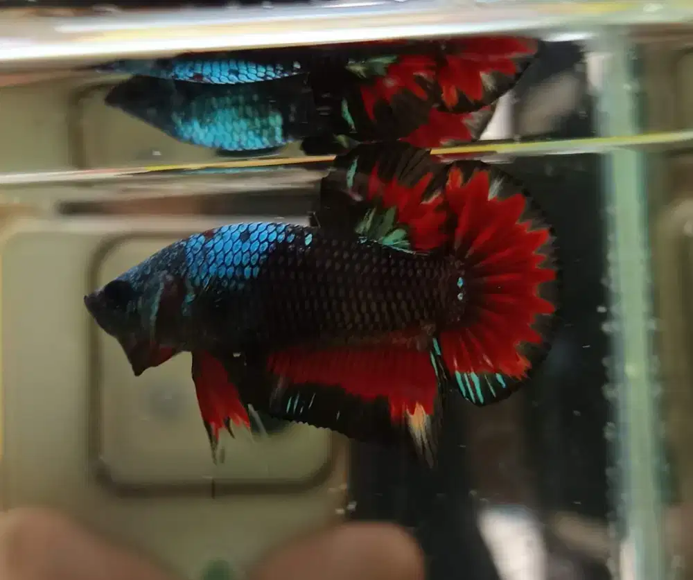 Ikan cupang nemo, reaksi, avatar dan candy