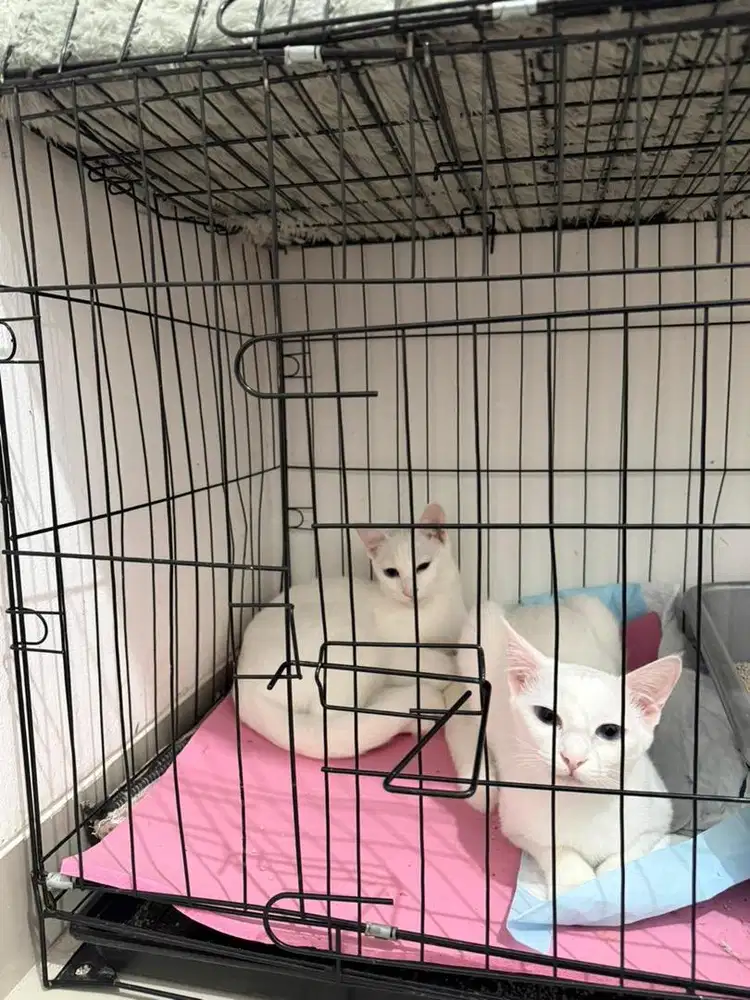 FREE ADOPT 2 Kucing + Gratis Kandang