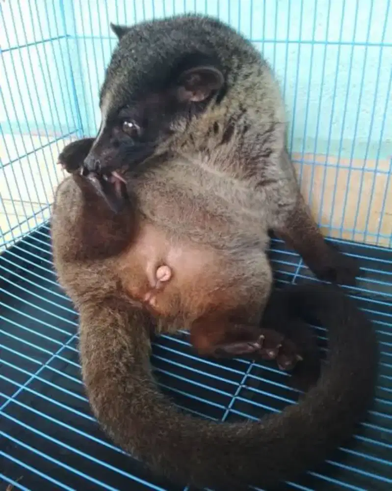 Musang jantan jinak