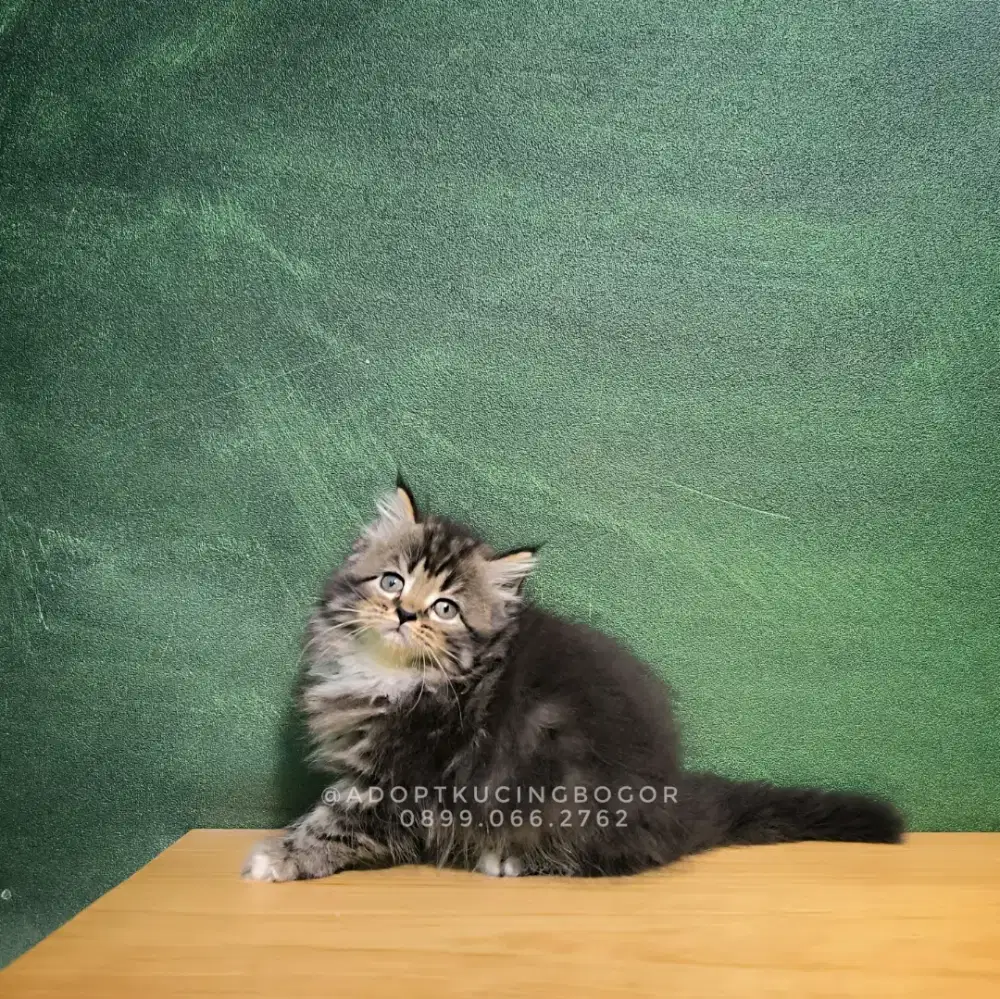 KUCING MAINECOON X PERSIA