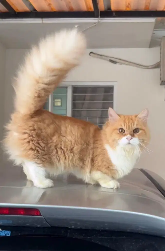 Munckhin british longhair jantan