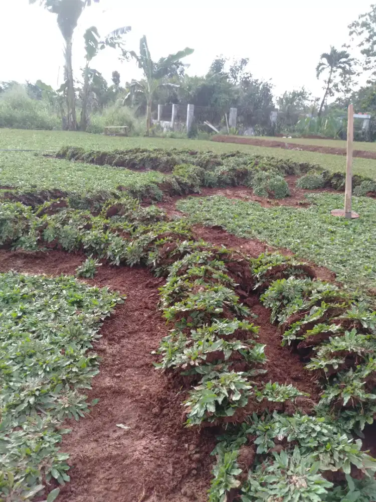 Rumput gajah mini rumput taman