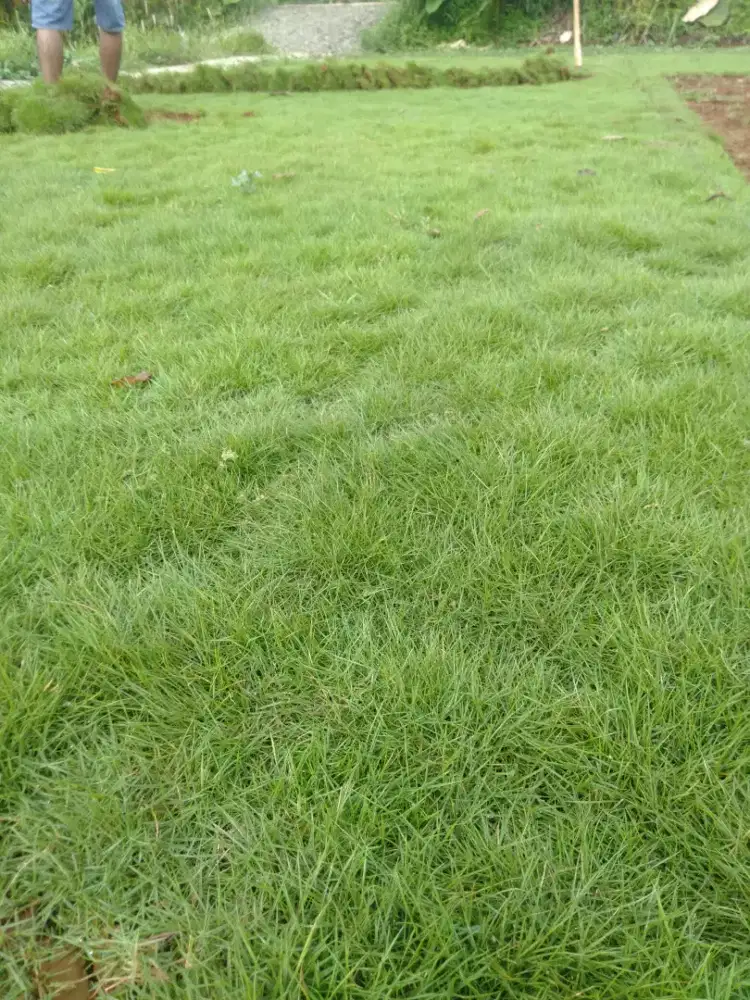 Rumput Swis//rumput taman