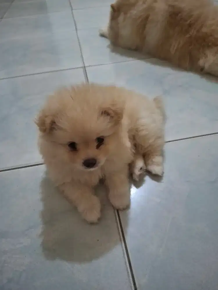 Minipom bulu lebat usia 2 bulan