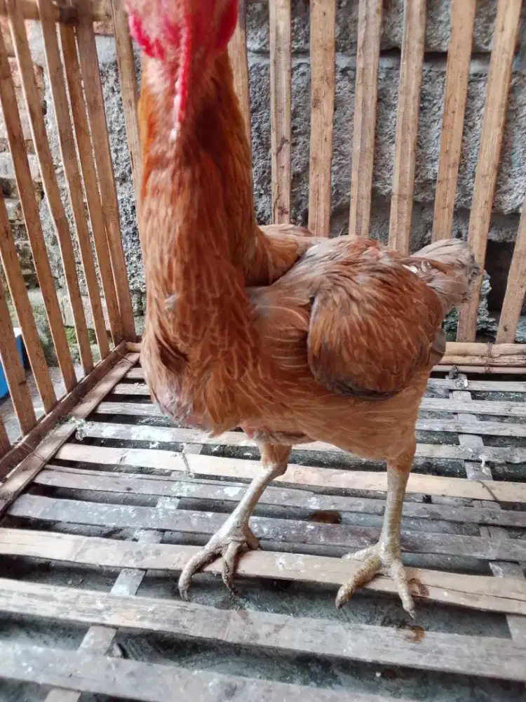 Bismillah pnya biangan pakhoy sdh produksi body mantap mkn lhp mint wa