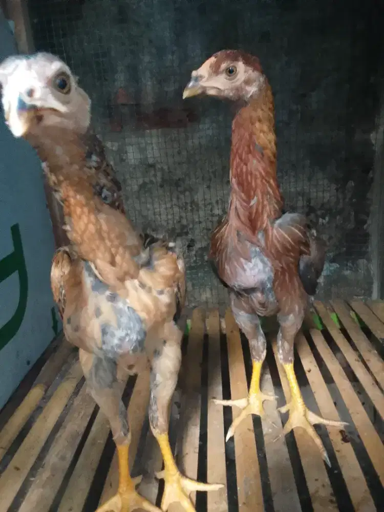 Bismillah pnya dedera pakhoy umur 4 BLNinay wa