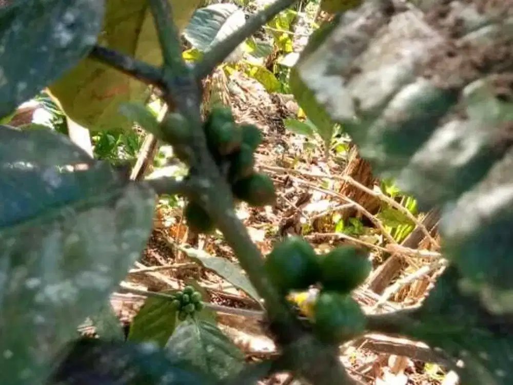 Land for sale in Busungbiu, Bali