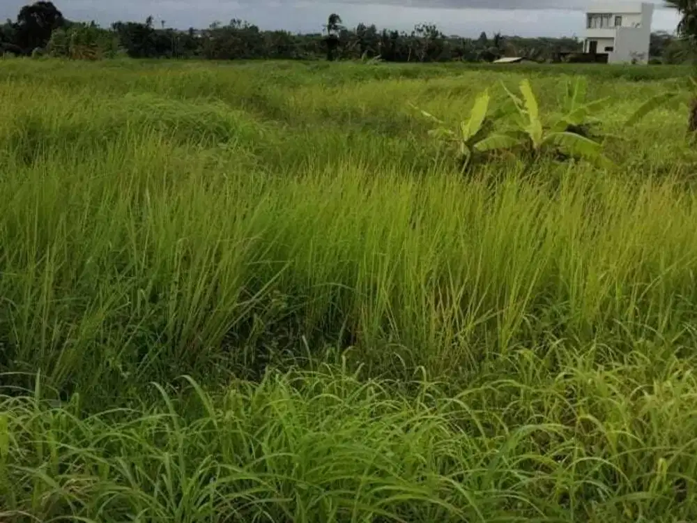 Land for sale in Cemagi, Bali