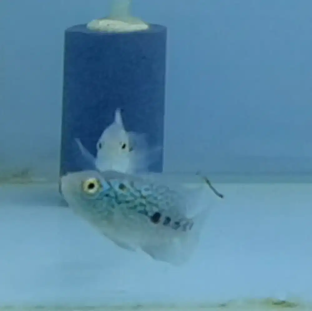 Ikan louhan sepasang