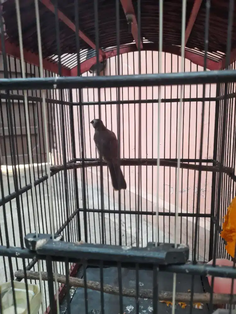 Trucukkan rajin bunyi