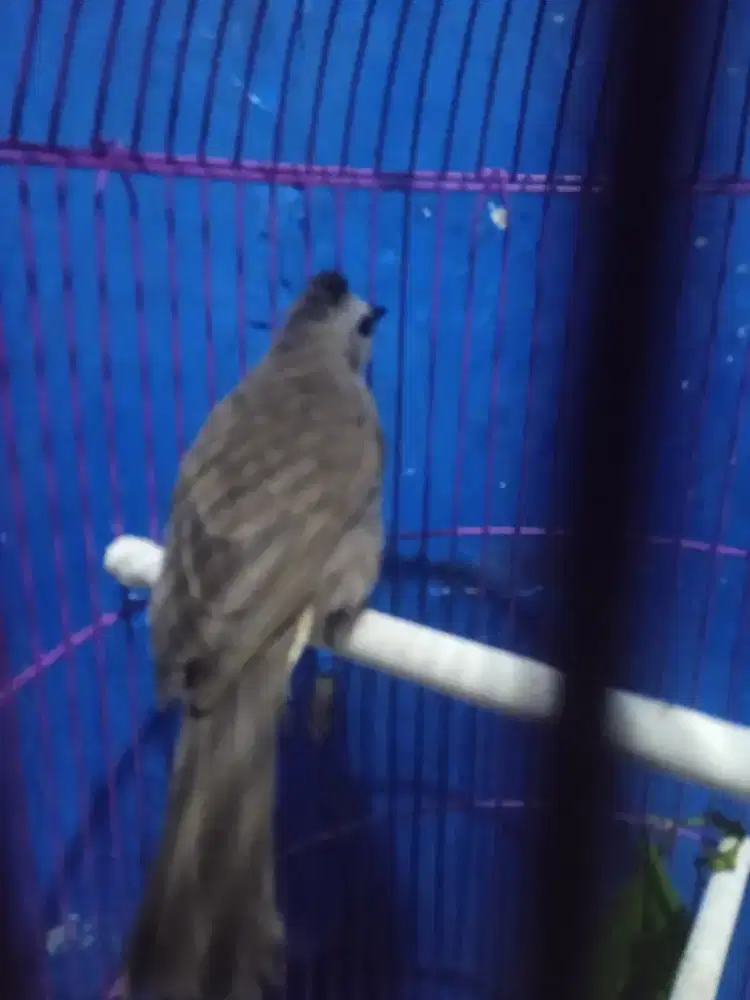 Burung trucuk Gacor full