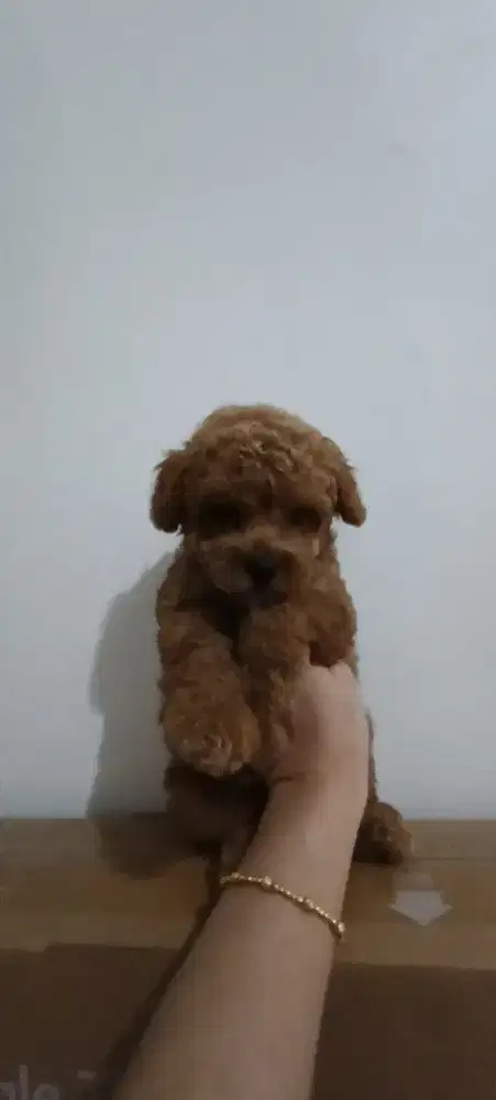 Red Toy Poodle Premium