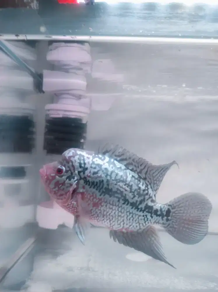 Ikan louhan kamfa F2 Thailand