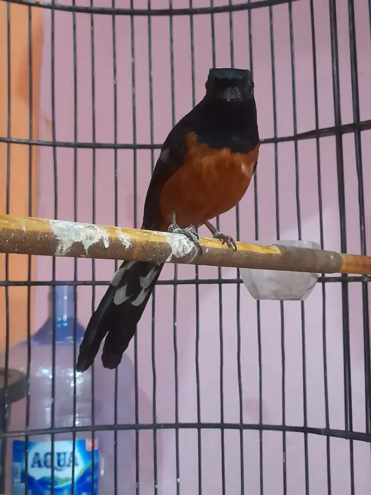 Di jual cepat muray di pamulang