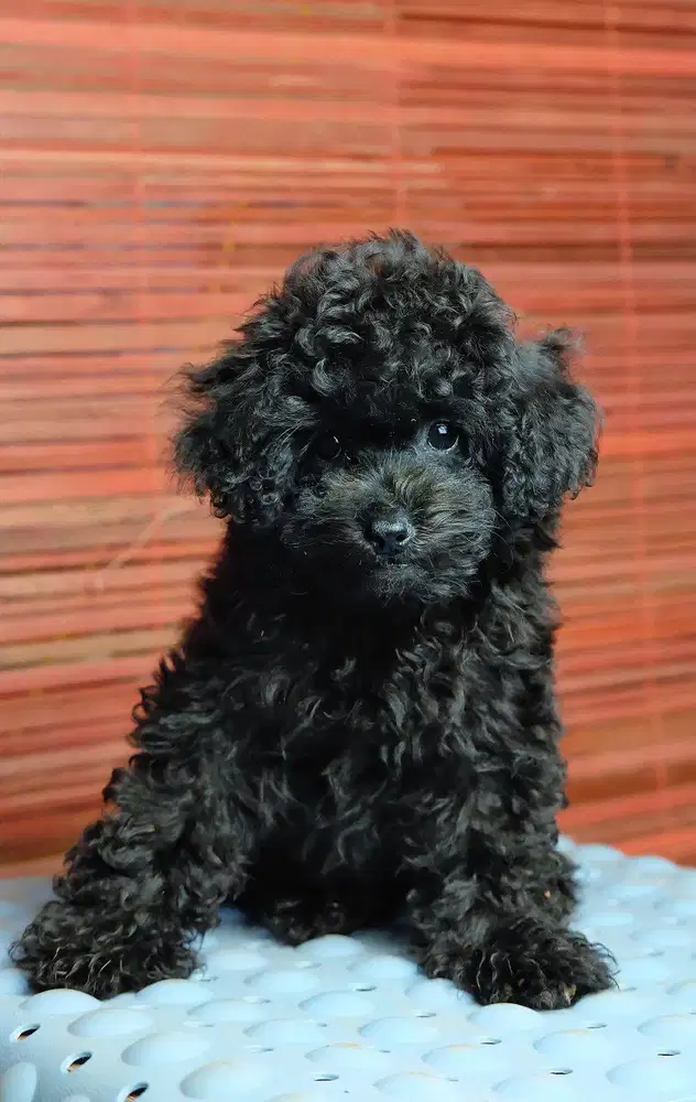 Puppy Toy Poodle Betina Black