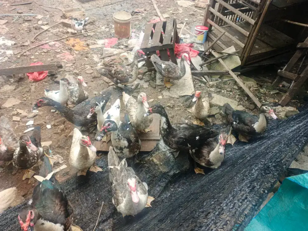 Jual Cepat Bebek Entog Kuyuk