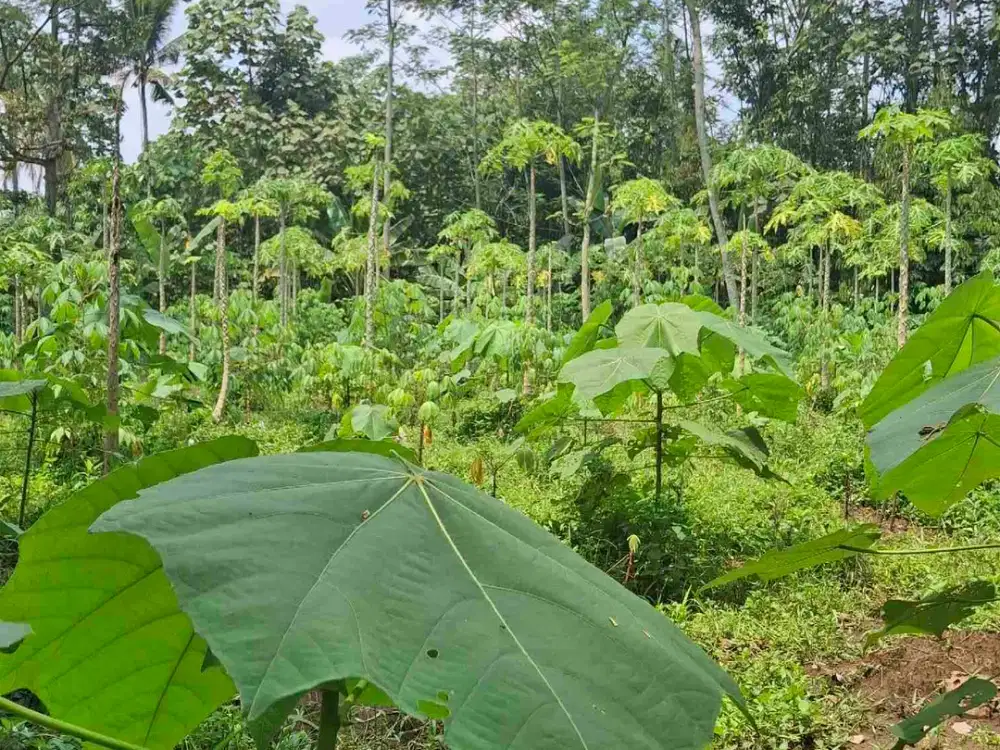 Tanah Kebun Murah Dekat Kantor Terpadu Kota Malang
