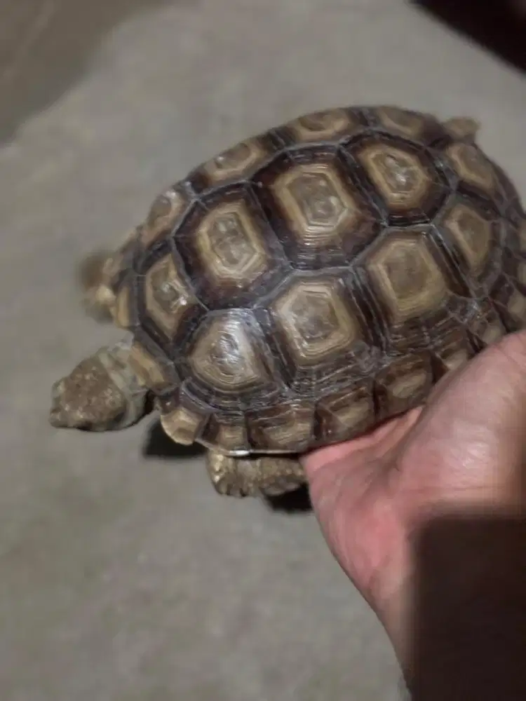 Sulcata normal 17cm