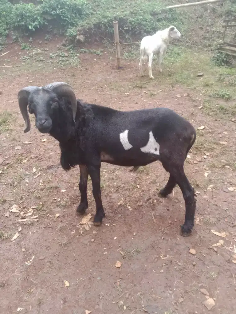 Domba Qurban Si Langlang